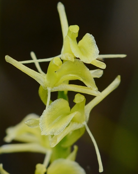 Fen orchid at NWT Upton marshes - credit Mick Davis