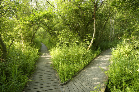The winding wooden boardwalk at Ranworth flanked on either side by lush green trees and plants
