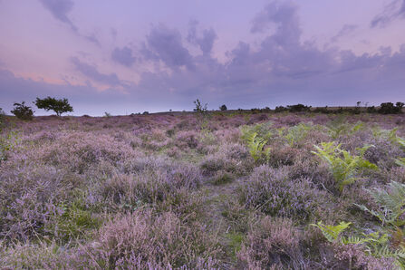 A view of purple flowers across Roydon Common, underneath a purple tinted sky with purple clouds