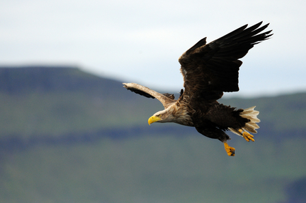 A flying white-tailed eagle with it's sharp yellow beak and huge black wings
