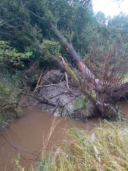 Woodland after a storm, with a fallen tree lying in a stream of brown water
