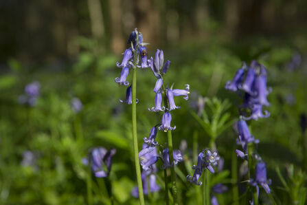A close up photo of bluebells in a woodland