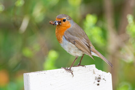 A robin sits on a perch with some food in its mouth