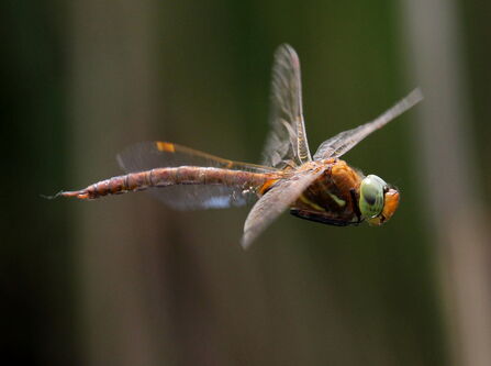 A dragonfly in flight. It is rusty brown with a green head