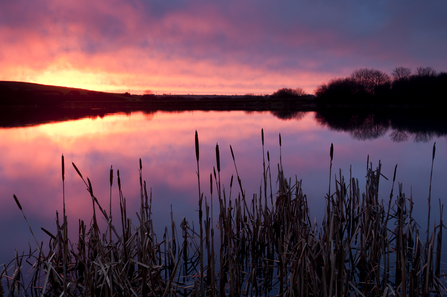 A firey pink sunset over a lake and reedbed in Devon.