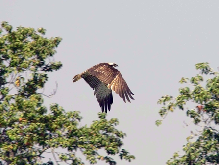 An osprey in flight in front of some trees, under a grey sky
