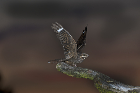 A nightjar with it's wings outstretched, perched on a bare branch. It has a white stripe on the tips of it's wings and brown mottled feathers.