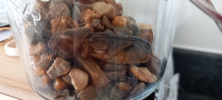 An unusually large brown insect sitting in a glass jar filled with gravel