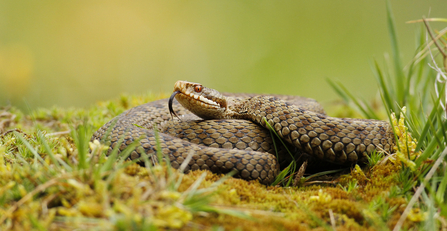 Adder coiled in grass, with its long tongue sticking out