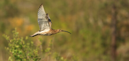 Curlew in flight