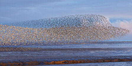A murmuration of red knot at Snettisham