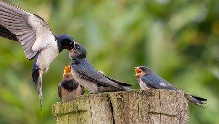 Swallow feeds one of three juveniles sitting on a wooden post