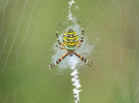 Brightly coloured and striped wasp spider in a web, with its legs outstretched