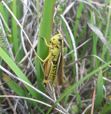 A large green marsh grasshopper (try saying that three times fast!) clinging to a blade of grass.