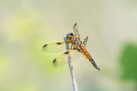 Four spotted chaser on a blade of grass. It has two black dots on each of it's four wings and yellowy/orange colouring.