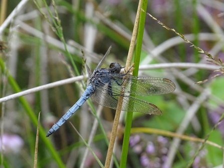 A keeled skimmer dragonfly with its chalky blue body. 