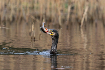 Cormorant popping its head up out of water with a fish in its beak