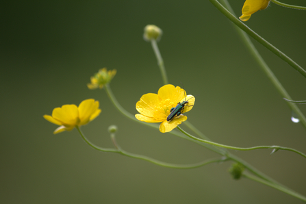 Little green and black bug sitting on a yellow buttercup