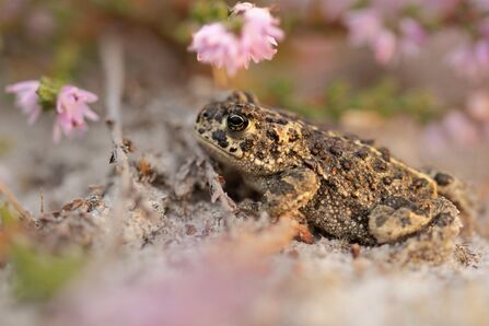 Natterjack toad among pink heather flowers. 
