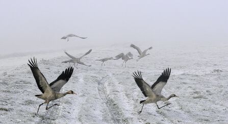 Juvenile Common / Eurasian cranes 
