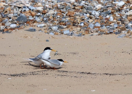 Little terns on the sandy beach at Blakeney Point