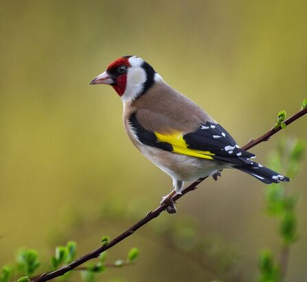 A goldfinch on a branch. It has a red and white face, brown body and black wings with a yellow stripe. 