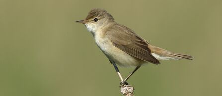 Reed warbler perching on a branch