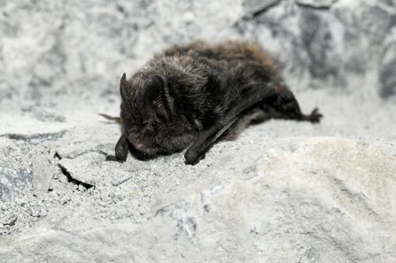 A small dark bat crawls over a rock