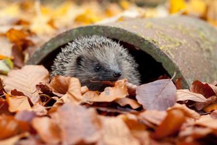 a hedgehog peering out of a concrete pipe surrounded by autumn coloured leaves