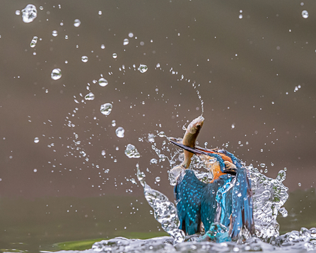 A kingfisher emerging from water with a small fish in it's bill. 
