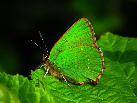 A metallic green butterfly with a warm brown colour around the edges of it's wings.