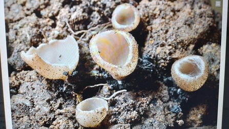 Mushrooms that look like little round cream coloured bowls