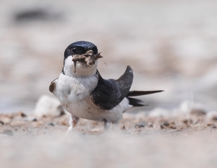 A house martin with a beak full of soggy clay