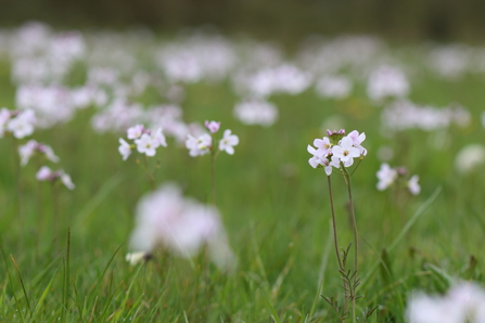 Dainty tall, white cuckoo flowers in a grassy field. 