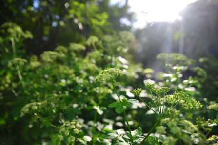 A bush of tall green plants with blotches of small yellow flowers. 