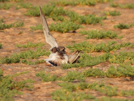 A ringed plover laying on the ground with it's wing outstretched. 