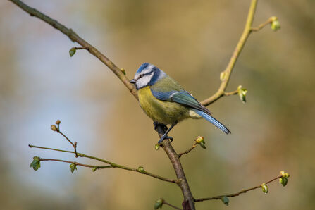 Blue tit sitting on a small branch.