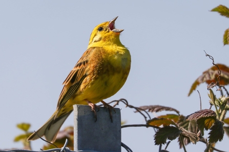 A yellowhammer bird singing on a post
