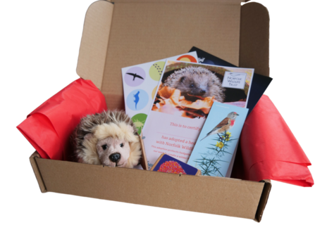 An open cardboard box showing a hedgehog soft toy, a certificate, stickers, bookmark, information booklet and seedballs