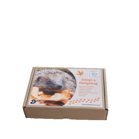 A decorated box opening to reveal the contents of a hedgehog adoption: bookmark, hedgehog guide, hedgehog soft toy, stickers, certificate and seedballs
