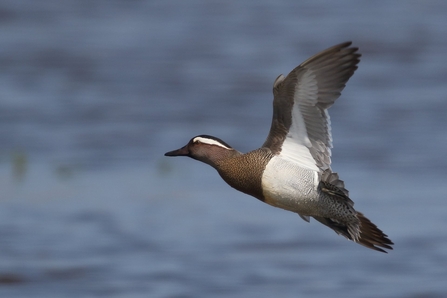 A black and grey duck in flight with a white stripe over its eye. 