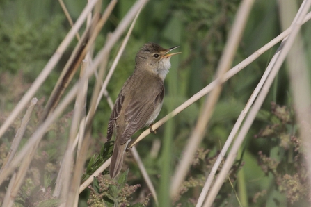 A marsh warbler in reeds