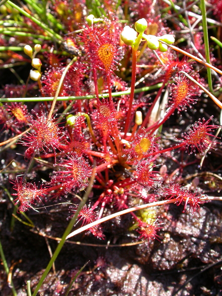 A cluster of sticky red oblong-leaved sundew