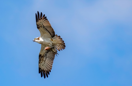 An osprey holds a fish in its talons as it flies over Ranworth Broad