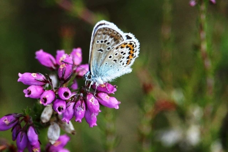 A silver-studded blue butterfly on a flower