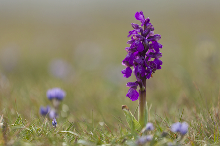 A plant with a cluster of purple flowers on its stem. 
