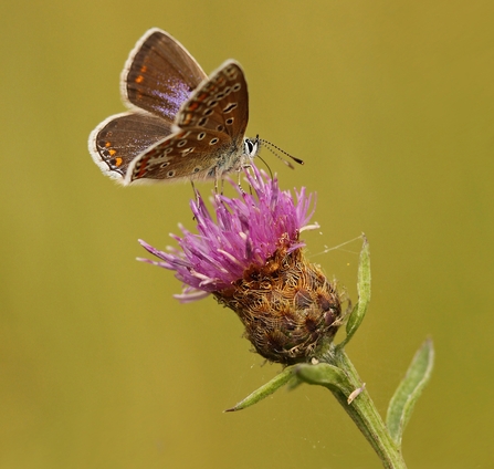 A common blue butterfly on purple spikey knapweed. 