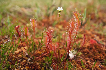 Tall and sticky red sundew with a dainty white flower. 