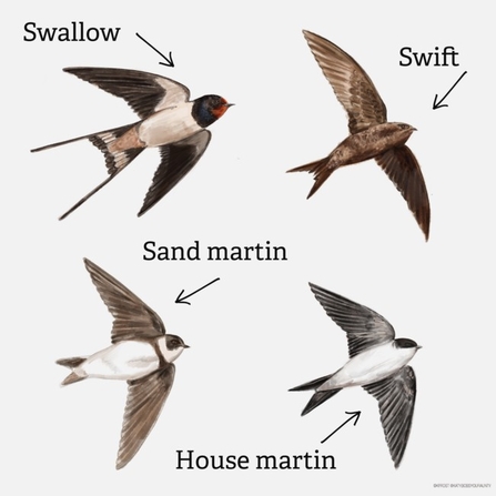 Illustrations with labels and arrows of a swallow, swift, house martin and sand martin.