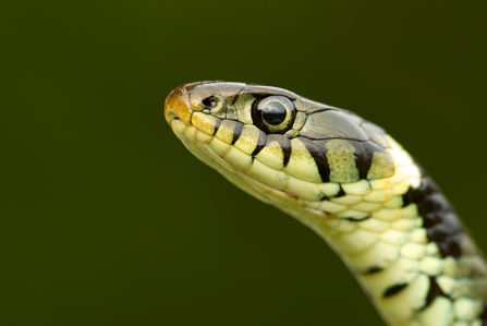 A super close up image of the head of a grass snake. 